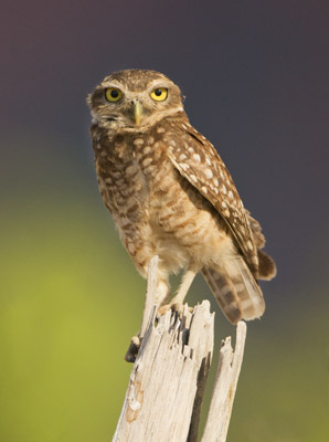 owl